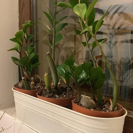 Dimora Maria Apartman Conversano